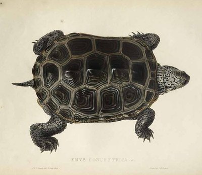 Konzentrische Schildkröte von Edward Lear